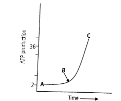 The first phase of growth after the culture is seeded is the lag phase, which is a period of slow growth when the cells are adapting to the culture environment and preparing for fast growth. Animal Cells Are Suspended In A Culture Medium That Contains Excess Glucose The Graph Below Shows Glucose Utilisation Under Different Growth Conditions A B And C In The Graph Indicate Br Img Src Https D10lpgp6xz60nq Cloudfront Net