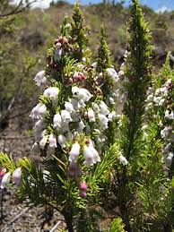 Image result for Erica whyteana