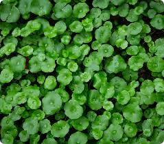 Image result for Centella asiatica