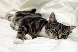 Cats are naturally curious and can get into everything, so a broken leg can occur sometimes. Abscess In Cats Symptoms Causes Diagnosis Treatment Recovery Management Cost