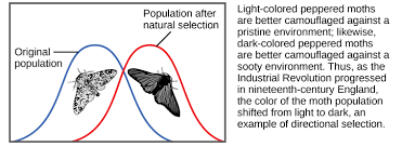 This is a cool little gizmo that helps students see how natural selection works from a first hand point of view. Adaptive Evolution Biology For Majors Ii