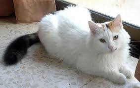 Kucing ini memang sudah cukup melegenda dan masuk dalam ras tertua. I Vet Petcare Kenali Baka Kucing Part 9 Turkish Van Facebook