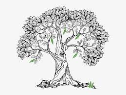 Download Svg Free Stock Bodhi At Getdrawings Com Free For Personal Realistic Oak Tree Drawing Transparent Png 604x535 Free Download On Nicepng