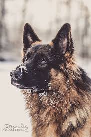 Pin By Gamze Elkan On Satin Alinacak Seyler Shepherd Dog German Shepherd Dogs German Shepherd