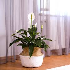 Image result for Spathiphyllum