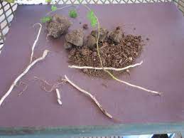 How tall does tropaeolum speciosum flame nasturtium get? Advice Propagating Tropaeolum Speciosum Please