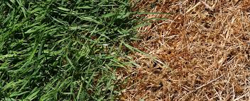 Pilze haben grundsätzlich die aufgabe, eine zersetzung von totem holz herbeizuführen. Rasenkrankheiten Erkennen Und Bekampfen Hagebau De