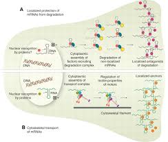 Dna differs from rna in the number of strands present, the base composition and the type of pentose. Subcellular Mrna Localization In Animal Cells And Why It Matters Science