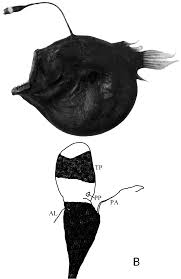 Image result for Lophiocarpaceae