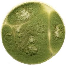Green mold species are a common cause of food spoilage. Green Mold In House Is It Dangerous Mold Facts