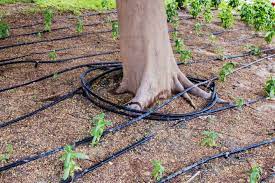 Should You Consider Drip Irrigation For Your Trees Arborist Now