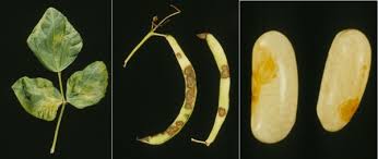 Image result for Pseudomonas syringae