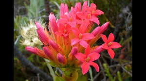 Image result for Crassula granvikii