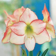 Diamond Amaryllis Picotee K Van Bourgondien Amaryllis Bulb Flowers Flowers
