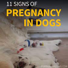 Humans have developed instantaneous pregnancy tests that make it easy to determine whether or not we are pregnant. How Can You Tell If Your Dog Is Pregnant Without Going To The Vet 11 Dog Pregnancy Signs Puppy In Training