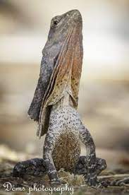 What Do A Ruffled Collar And An Australian Lizard Have In Common Check Out This Feature To Learn About One Of The Quirk Frilled Lizard Lizard Wildlife Animals