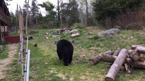 Ted, Holly and the Guinea hens- North American Bear Center, Ely, MN