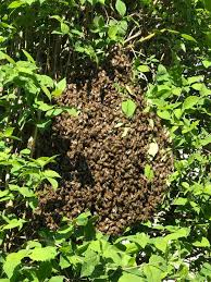 Metnitz bienenschwarm im garten spaziergang mit der kamera. Tutzinger Honig Hobbyimkerei Klein Maria Und Rudi Klein Honig Verkauf Besuch Beim Imker Fuhrungen Fur Kindergarten Und Schulklassen Api Therapie Bienenschwarm Einfangen Wilde Bienen