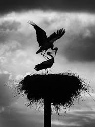 Black And White Photos Of Animals In Shadows Normablackandwhite Stork By Rauf Guliyev Animals Beautiful Birds Shadow Silhouette