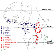 Image result for Coffea mufindiensis