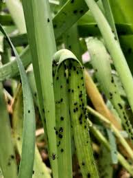 Durch den duft verlieren die insekten die orientierung und die straße ist sehr bald aufgelöst. Meine Ernte 7 Mittel Gegen Blattlause