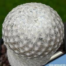Cactus is incredibly useful, some can even supply a tasty treat or moisture. Vacuoles The Vacuoles Are Round Structures That Store Water Food Enzymes Or Wastes The White Cactus Has A Plant Pictures Planting Flowers Potting Mixture