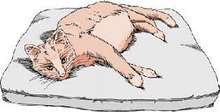 12 warning signs of cancer in cats. Disorders Of The Liver And Gallbladder In Cats Cat Owners Merck Veterinary Manual