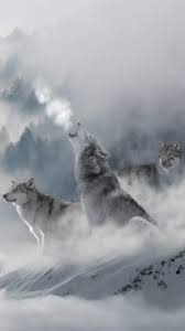 Adult white and black siberian husky, siberian husky , animals. Iphone Wallpaper Black Wolf Night Art Picture 1080 X 2340 Wolf 1242x2688 Wallpaper Teahub Io