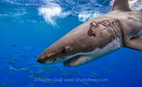 Tiger sharks are the only extant. Who Is More Aggressive A Bull Shark Or A Great White Sharkdiver