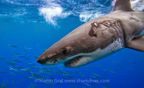 We did not find results for: Who Is More Aggressive A Bull Shark Or A Great White Sharkdiver