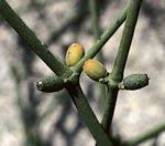 Image result for Viscum combreticola