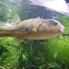 Cory Mcelroy Aquariumcoop Websta Cool Fish Aquarium Fish Fish Pet