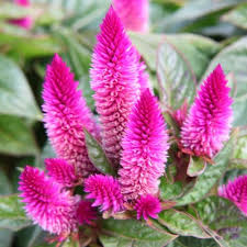 Celosia Intenz Vibrant Color To Spark Up Your Fall Plantings Try Yellow Mums Or Flowering Cabbage And Kale Flores Quintal
