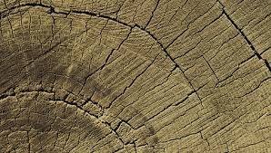 Radiocarbon dating synonyms, radiocarbon dating pronunciation, radiocarbon dating translation, english dictionary definition of radiocarbon dating. New International Carbon Dating Standard Laboratory News