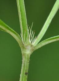 Image result for Spermacoce kirkii