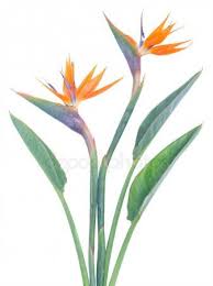 Bird Of Paradise Watercolor Similar Images To 165410544 Watercolor Bird Of Paradise Flowers Isolated On White Backgroun In 2020 Birds Of Paradise Flower Watercolor Bird Paradise Flowers