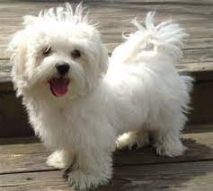 It was what we were looking for. Should I Get A Maltese How To Know If A Maltese Is Right For You