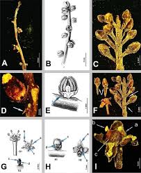 Image result for Pentarhopalopilia