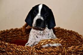 Image result for auvergneský ohař