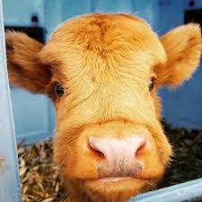 vous avez le blues d automne voici 17 photos de veaux qui je vous le garantis vous feront sourire baby cows mini cows calves