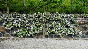 This is no different for espaliered trees, although a couple of prunes during the warmer months (growing season) will also assist in maintaining and training, and should result in a great looking espalier in years to come. Espalier The Traditional Art Enjoying A Revival The Canberra Times Canberra Act