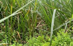 Image result for Scepocarpus hypselodendron