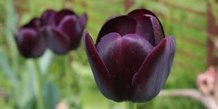Tulpen und stauden geschickt kombiniert tulpen garten stauden. Tulpen Pflanzen Tulpenblute Tulpenpflege