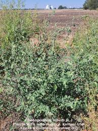 Image result for Chenopodium