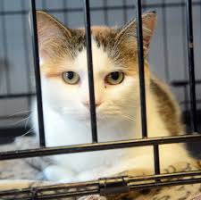 Once those are completed, the. Woodstock Cat Shelter Seeks Help Paying Bills News The Bulletin Norwich Ct
