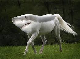 15 New Animal Species Bred In Photoshop Photoshopped Animals Weird Animals Horses