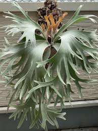 Image result for Platycerium