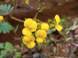 Image result for Smithia