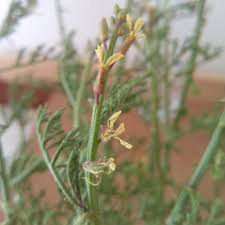 Image result for Carrichtera annua