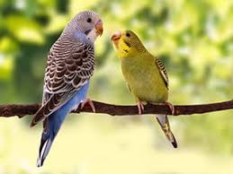 Now it's easier to find great businesses with recommendations. Avian And Exotic Pet Exams In Metairie La Avian Exotic Animal Hospital Of Louisiana